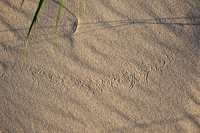 _DSC1598.jpg DSC1598