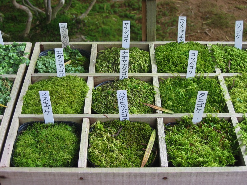 IMG_2032.JPG IMG 2032