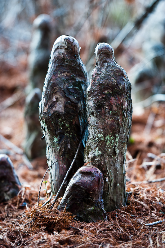 _DSC6817.jpg DSC6817