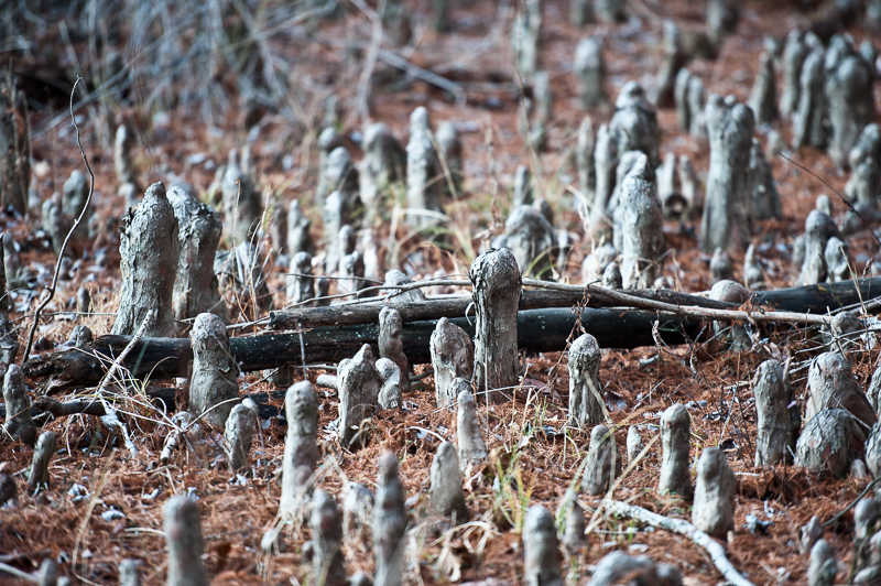 _DSC6821.jpg DSC6821