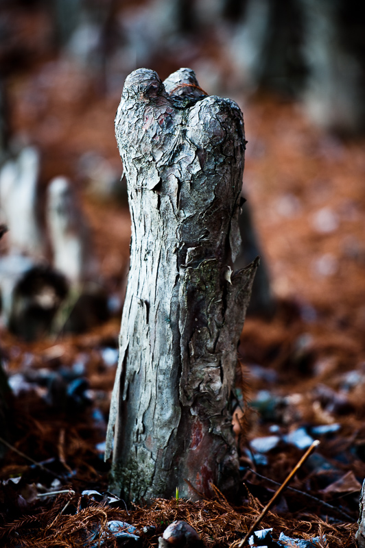 _DSC6822.jpg DSC6822