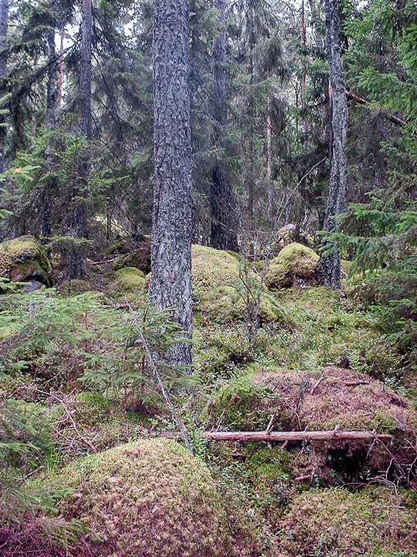 DSCF0003.jpg DSCF0003