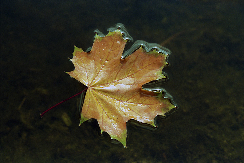 Firsts005-wp.jpg Firsts005 wp