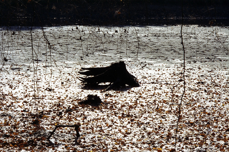 fishpond-wp.jpg Fishpond wp