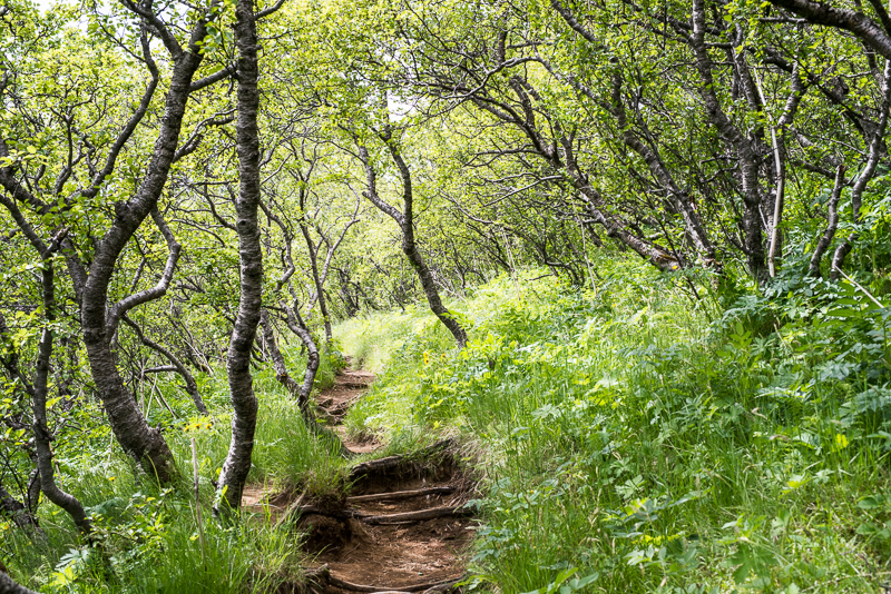 DSC_7949.jpg DSC 7949