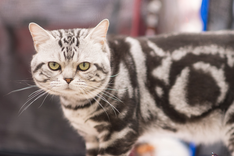 DSC_4482.jpg DSC 4482