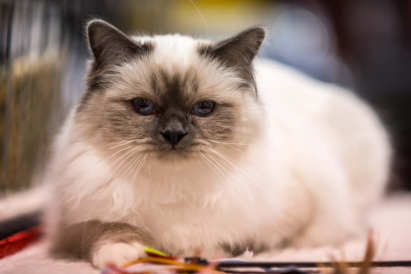 DSC_4755.jpg DSC 4755