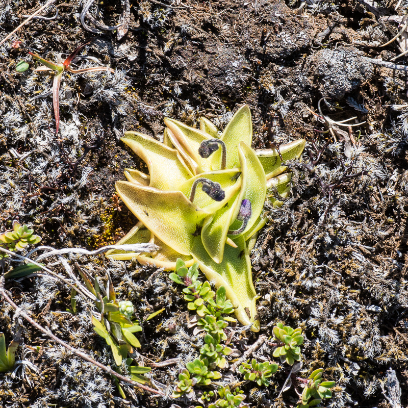 DSC_7420.jpg DSC 7420