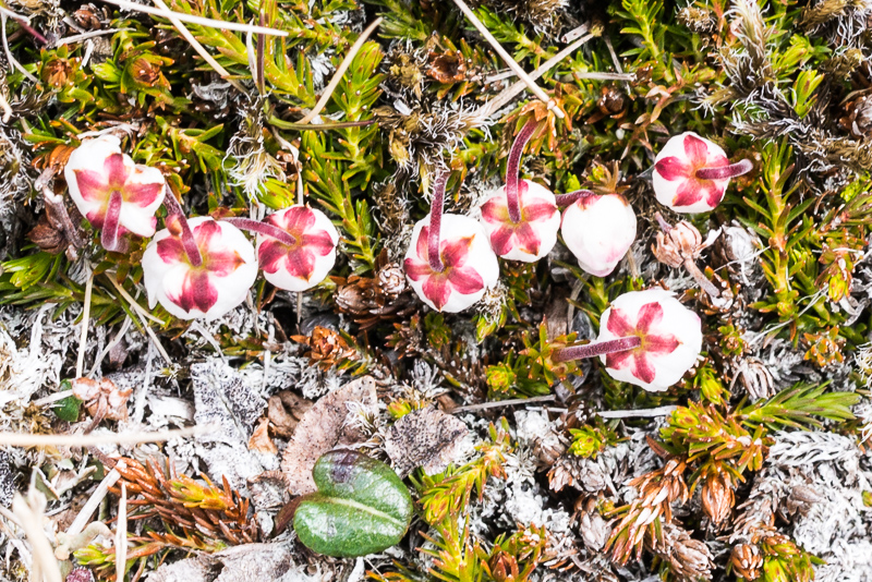 DSC_7615-2.jpg DSC 7615 2