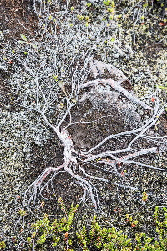 DSC_7895.jpg DSC 7895