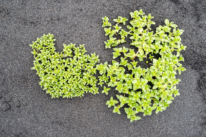 DSC_8141.jpg DSC 8141