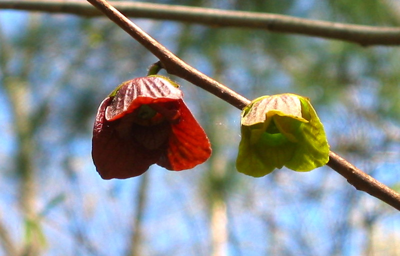 IMG_1335.JPG IMG 1335