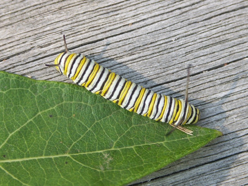 Monarch pillar