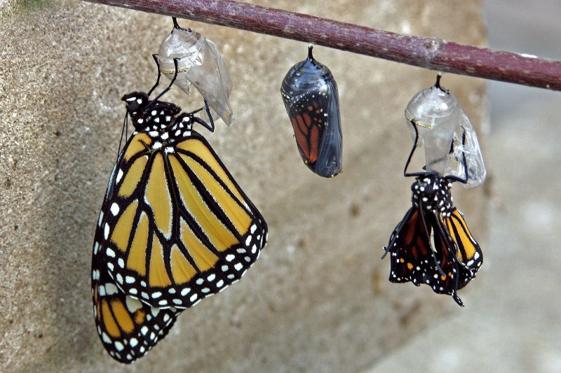 Monarch trio