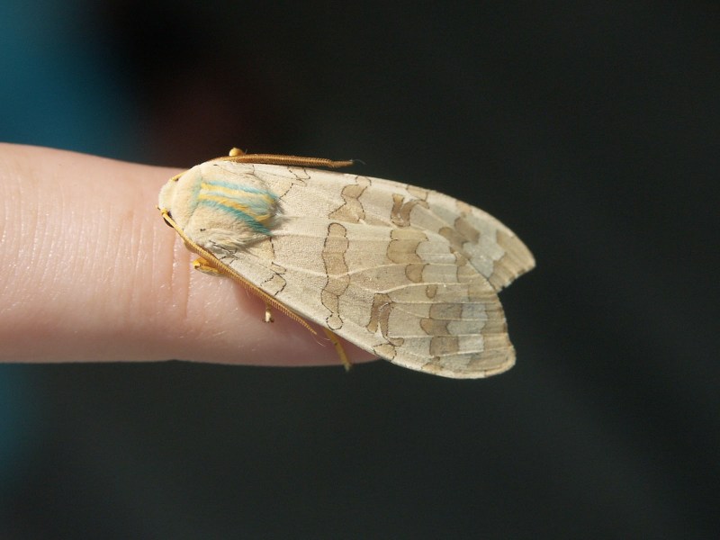 Moth