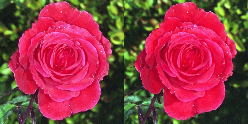Rose1 stereo