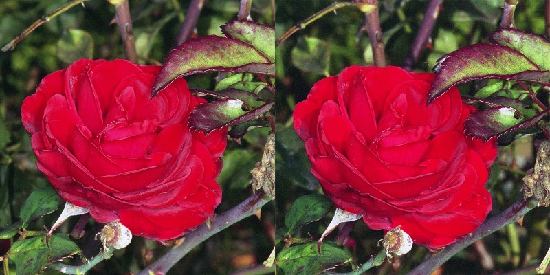 Rose2 stereo