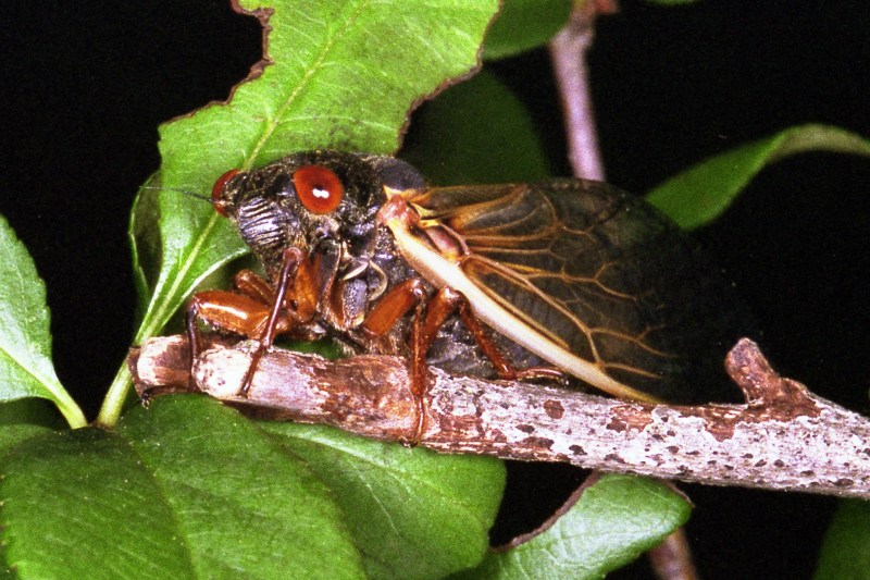 Cicada063