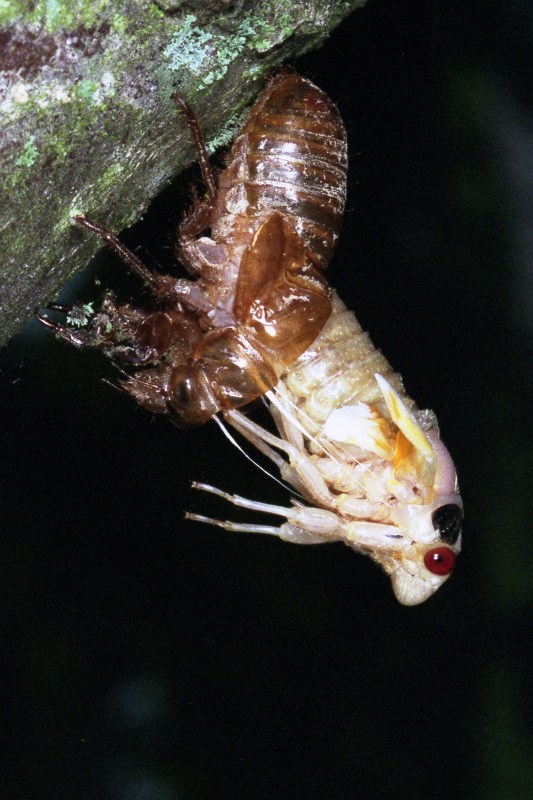 Cicada068