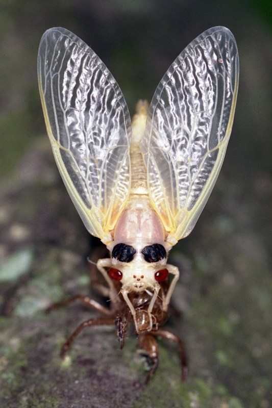 Cicada098