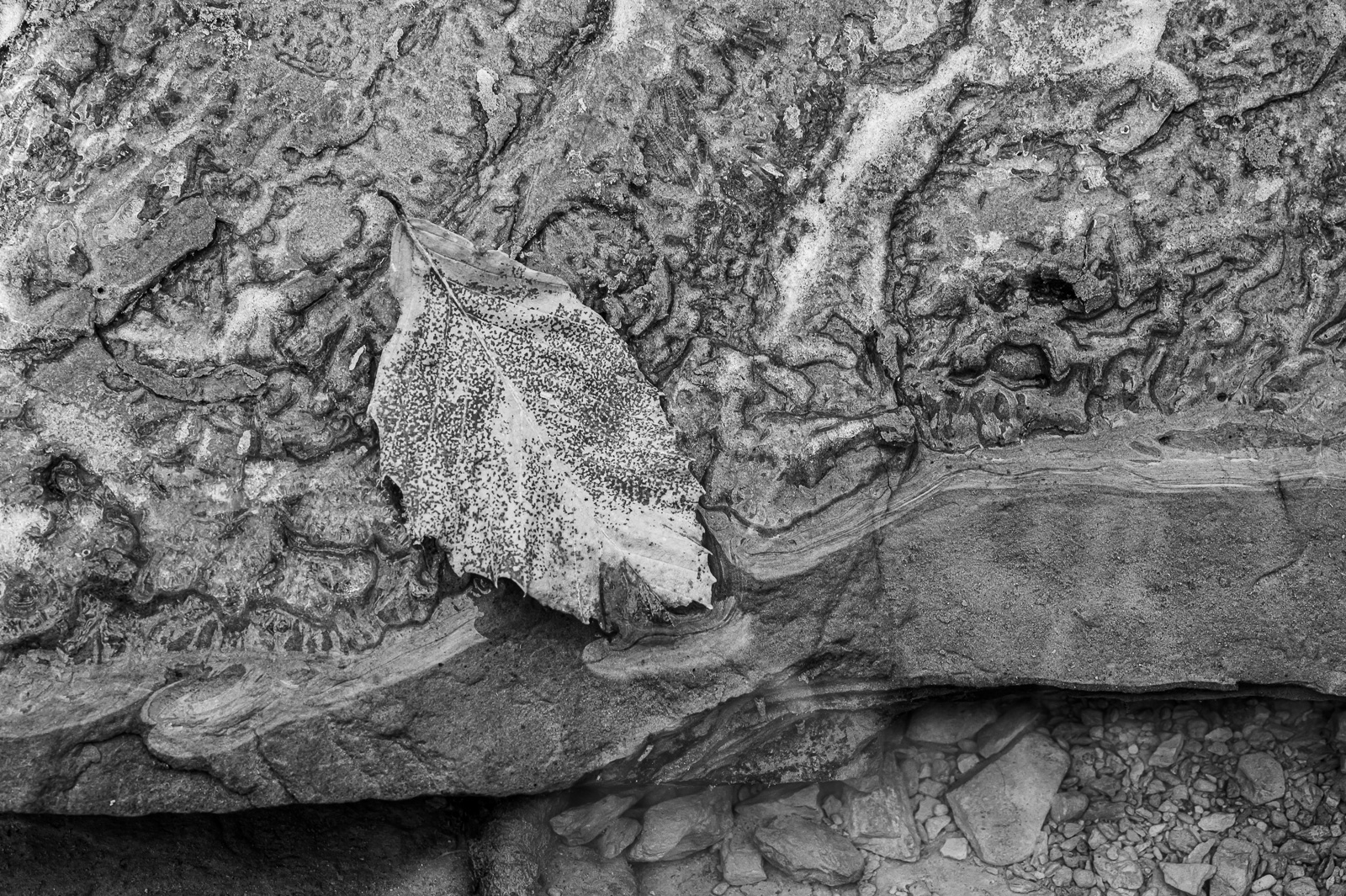 DSC_2388.jpg DSC 2388