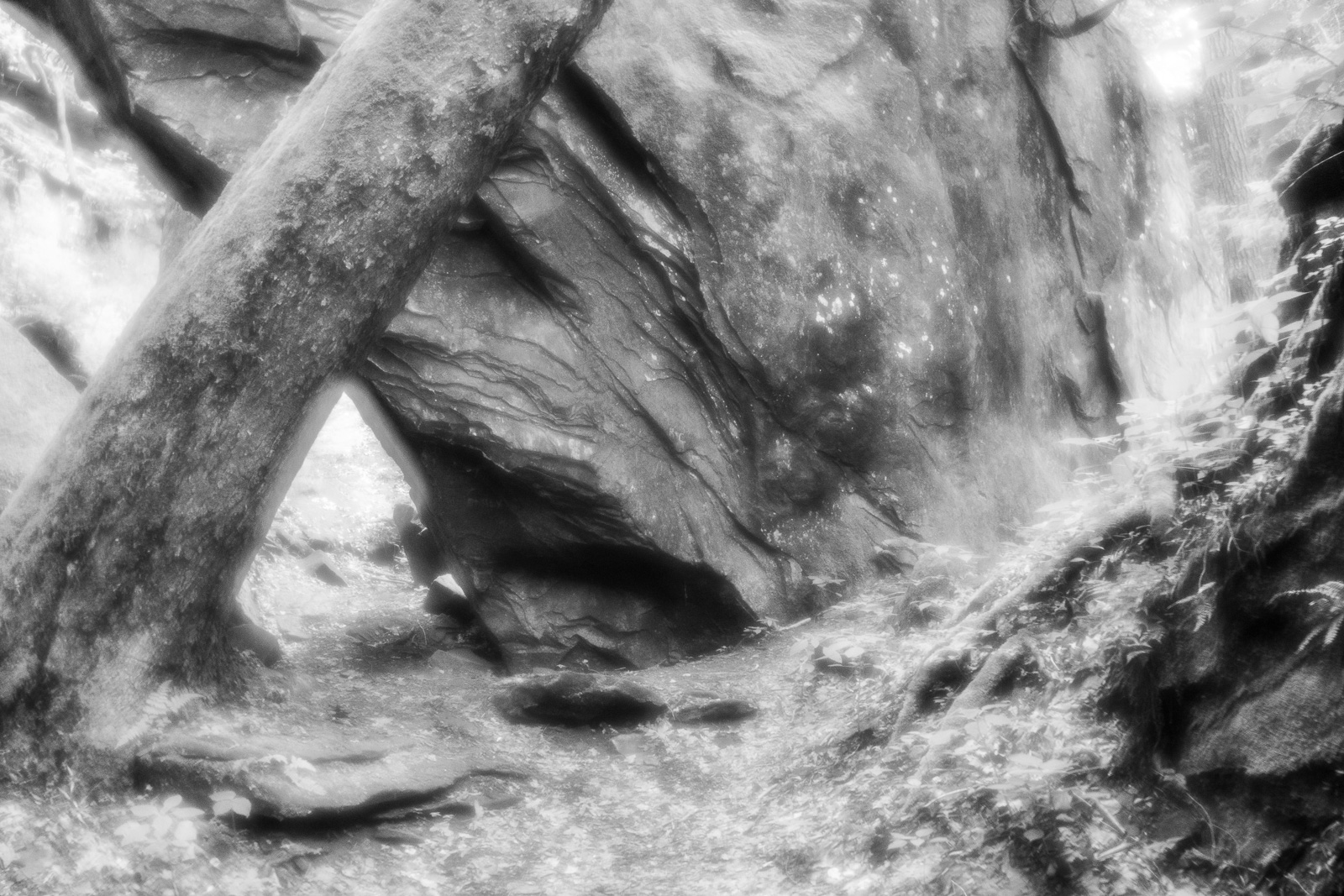 DSC_4313.jpg DSC 4313