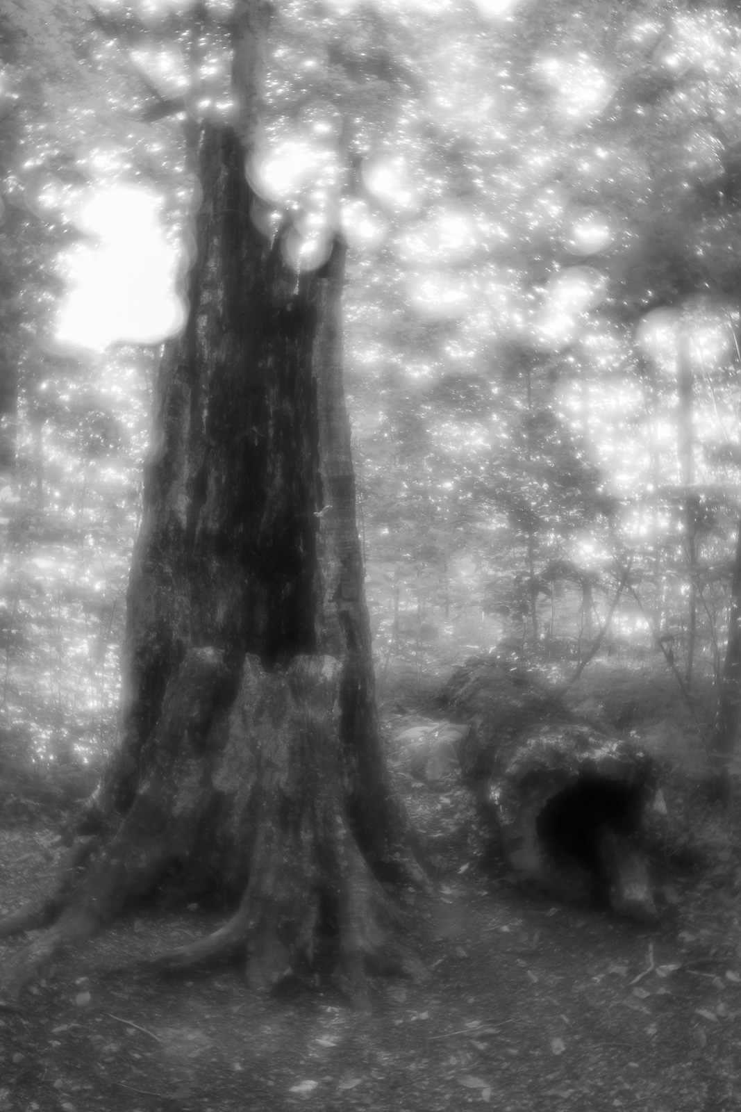 DSC_4387.jpg DSC 4387