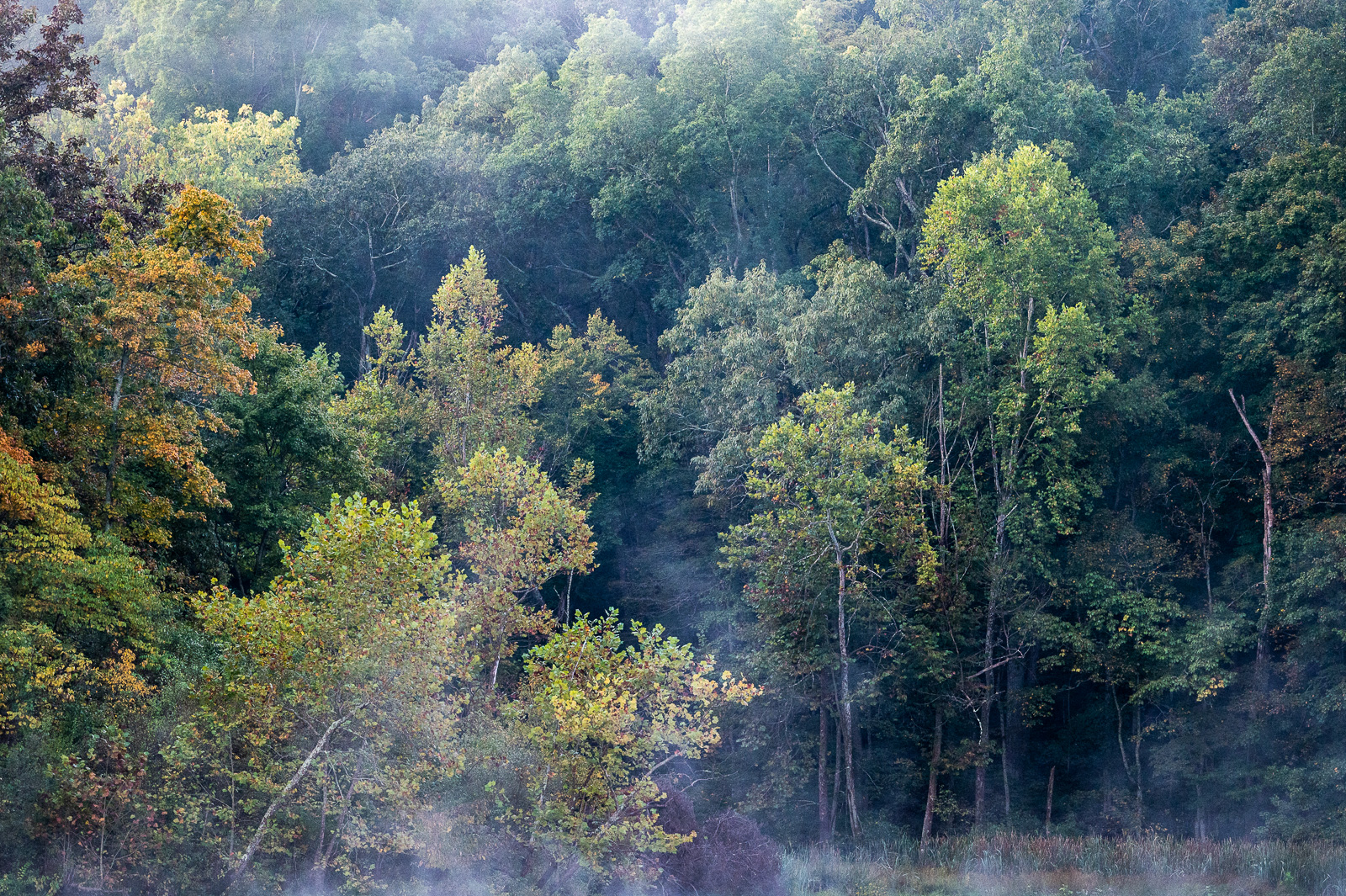 DSC_4981.jpg DSC 4981