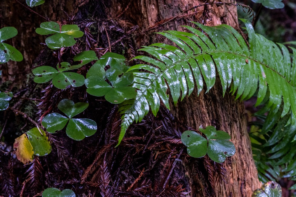 This image has an empty alt attribute; its file name is dsc_7239-2.jpg